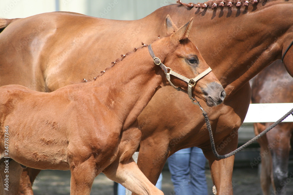 Obraz premium Fohlenschau