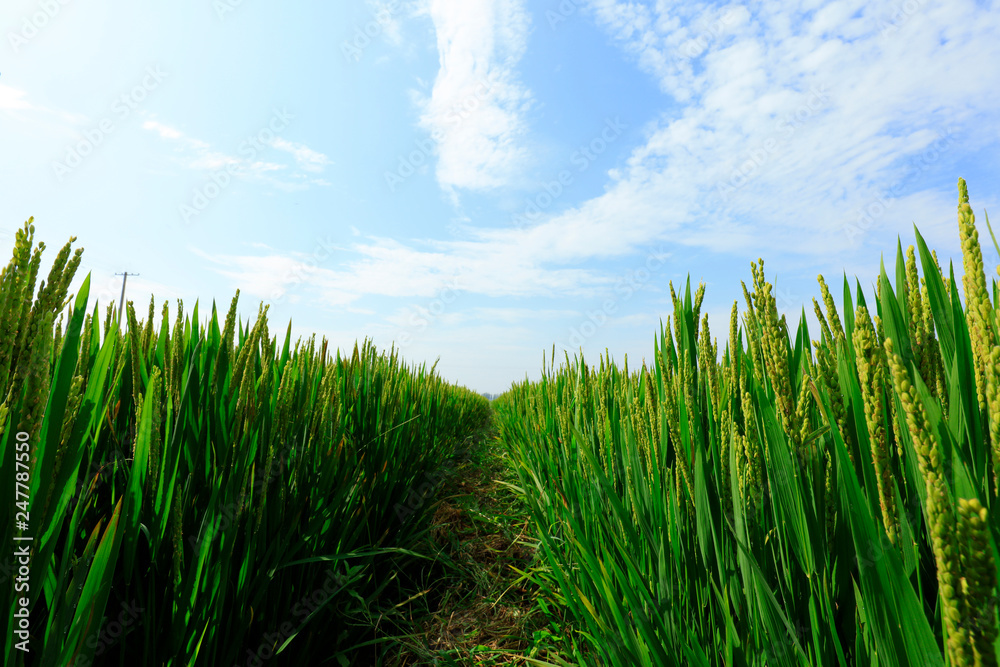 Obraz premium rice field