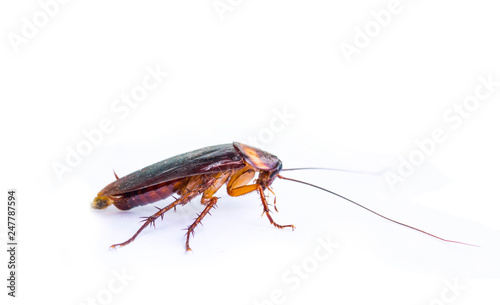 Cockroaches are on a completely separate white background. © tawin