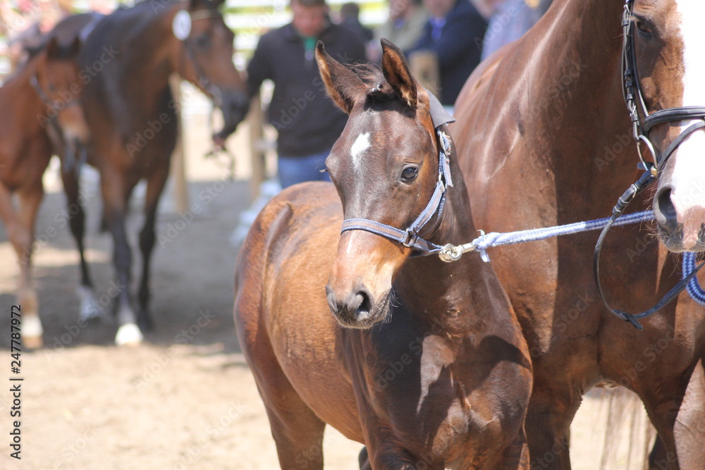 Obraz premium Fohlenschau