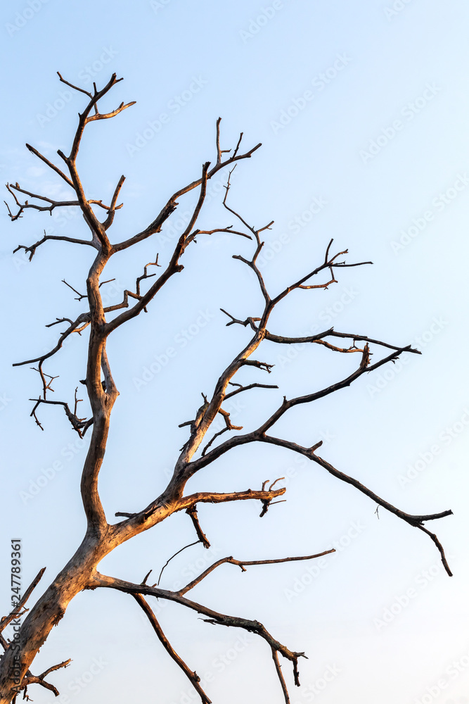 Close-up of dead dry branches.
