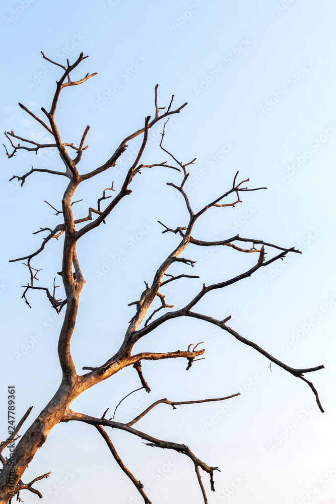 Close-up of dead dry branches. Close-up of dead dry branches.