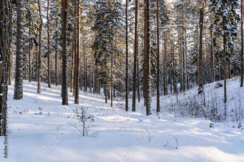 Sunny Winter Day in Pine Tree Forest, Abstract Background