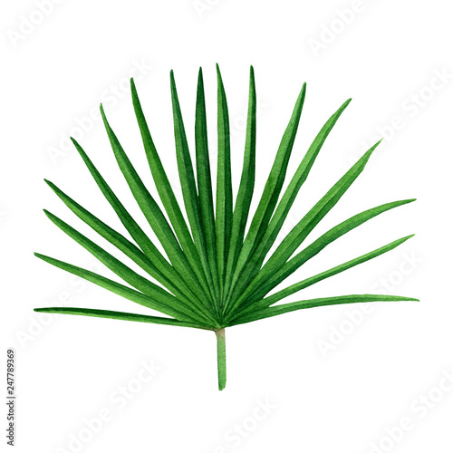 Watercolor painting of fan palm leaf.