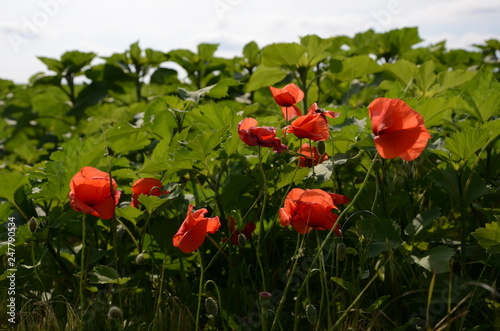 Beautiful poppies in the green field, sunnny day in countryside photo