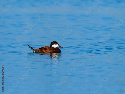 Male Ruddy Duck Swimming