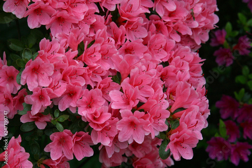 Bush of flowers in the garden