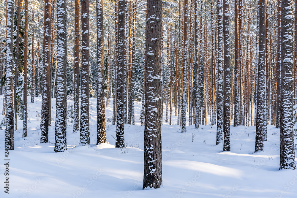 Fototapeta premium Sunny Winter Day in Pine Tree Forest, Abstract Background
