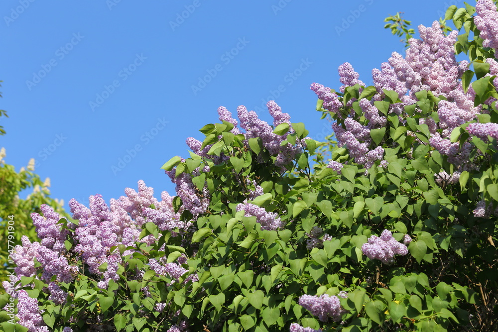 Blooming lilacs. Blooming lilacs.