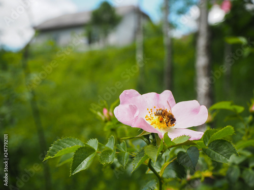 Canvastavla The bee collects pollen in the flower of wild rose