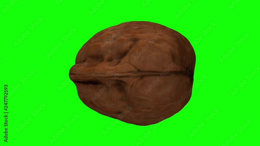 Realistic render of a rotating walnut on green background. The video is seamlessly looping, and the object is 3D scanned from a real walnut. Realistic render of a rotating walnut on green background. The video is seamlessly looping, and the object is 3D scanned from a real walnut.