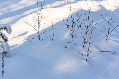 Closeup of Foliage in Forest in Sunny Winter, Abstract Background