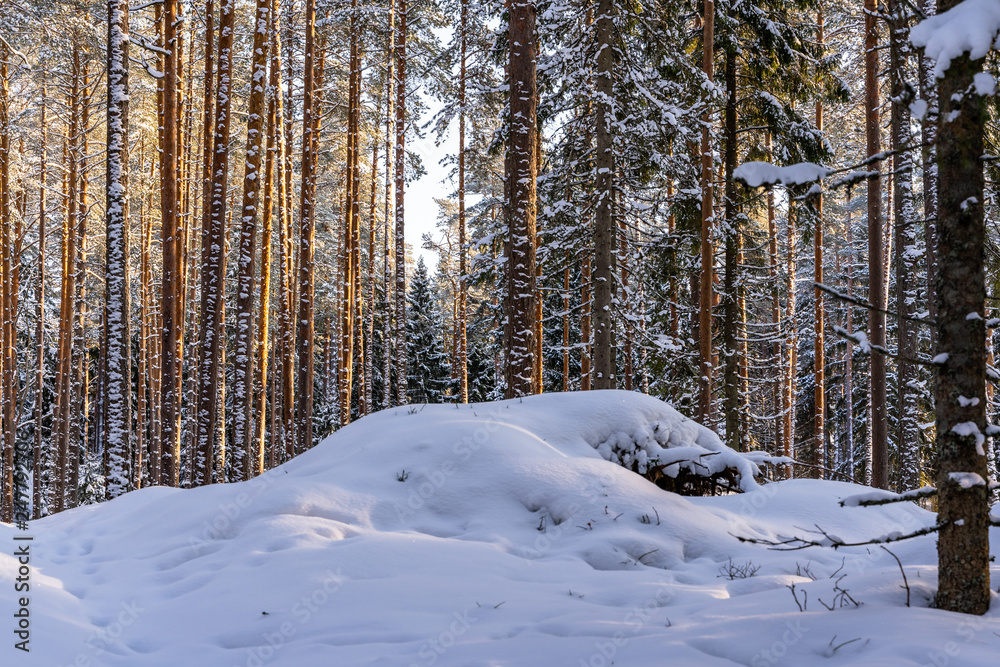 Fototapeta premium Sunny Winter Day in Pine Tree Forest, Abstract Background