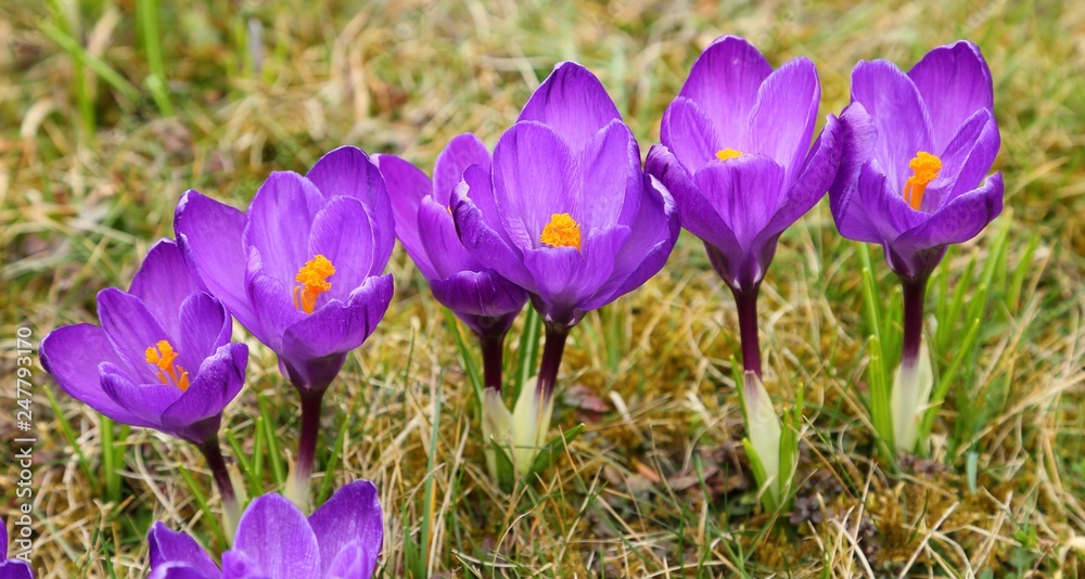 Crocus.