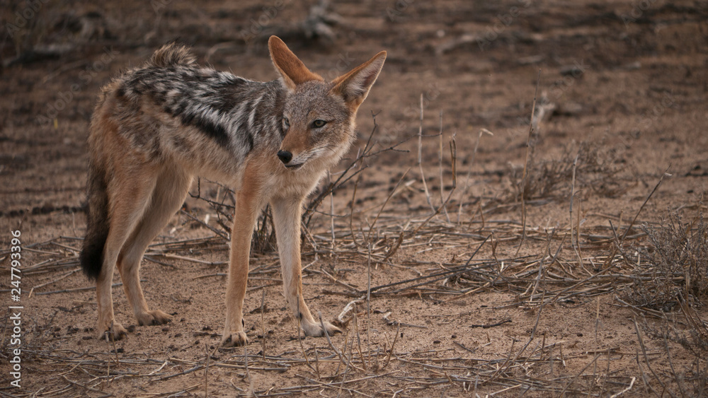 black-backed jackal in savannah, close