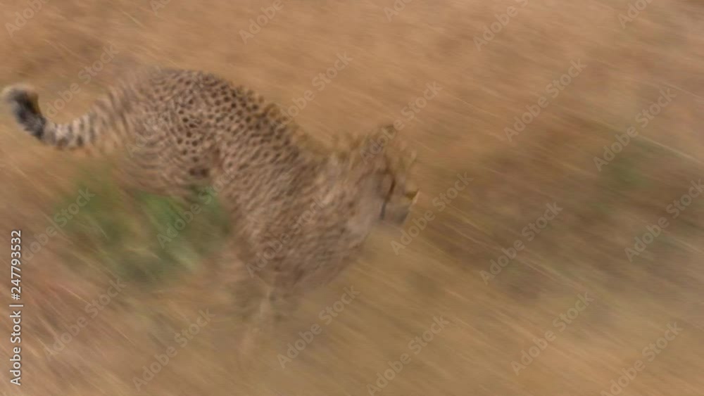 Cheetah running