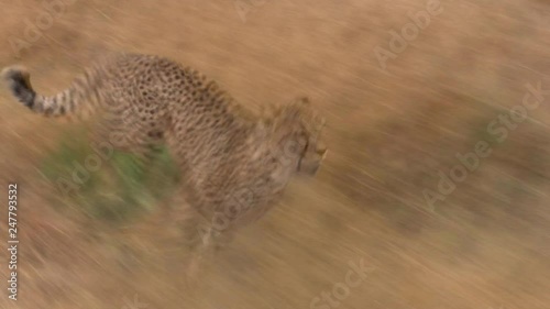Cheetah running