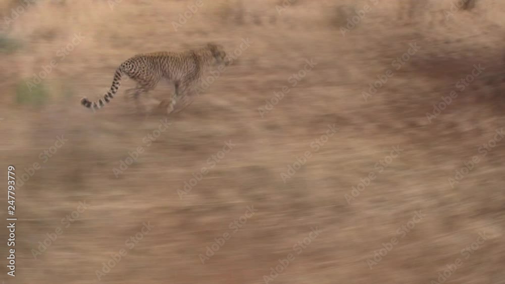 Cheetah running along car