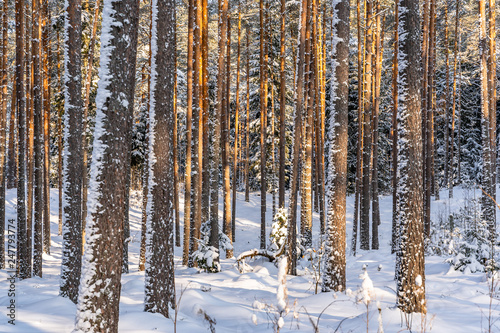 Sunny Winter Day in Pine Tree Forest, Abstract Background