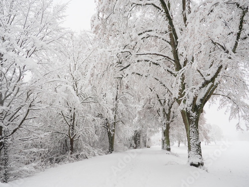 Winter scenery, winter, nature