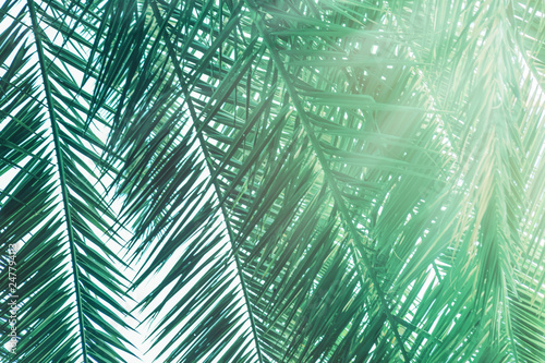 Natural background from palm green leaves close up. Toned picture. Palm leaves with sunbeam.