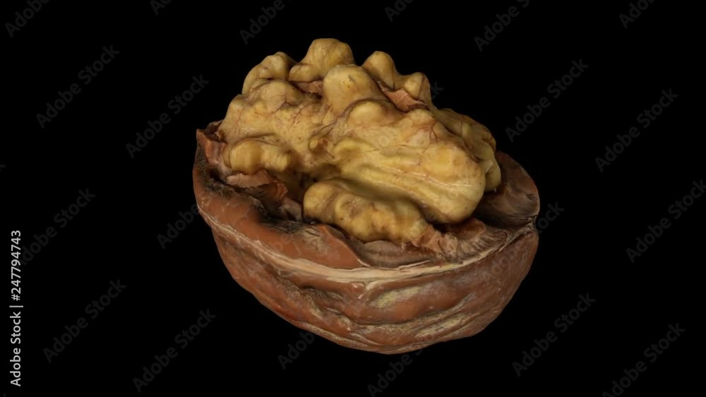 Realistic render of a rotating cracked walnut (showing the kernel inside) on black background. The video is seamlessly looping, and the object is 3D scanned from a real walnut. Realistic render of a rotating cracked walnut (showing the kernel inside) on black background. The video is seamlessly looping, and the object is 3D scanned from a real walnut.