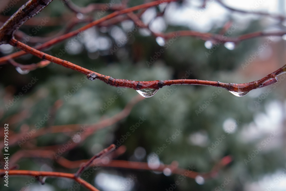 Closed-up of rain drops on a red branch with shallow depth of field Closed-up of rain drops on a red branch with shallow depth of field
