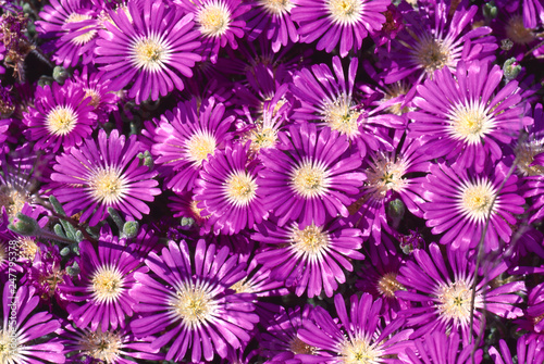 blooming desert in spring of namaqualand  south africa 