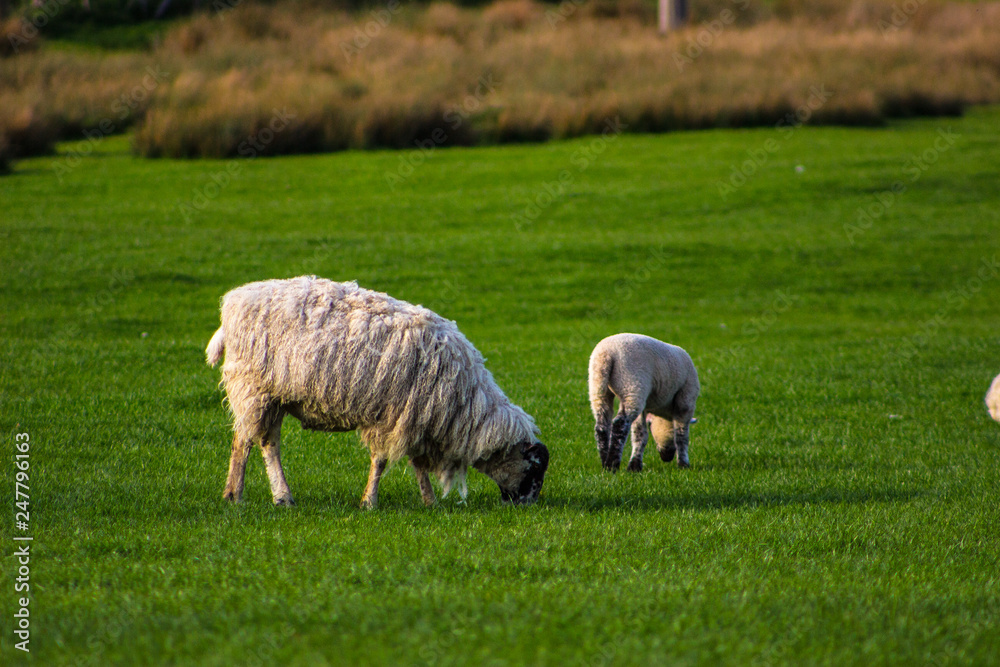 Fototapeta premium Sheeps