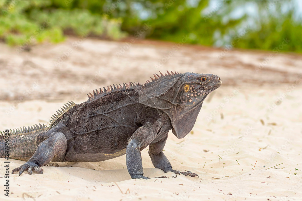 Iguana Island, lizards like dragons and ancient reptiles walk on sand Iguana Island, lizards like dragons and ancient reptiles walk on sand
