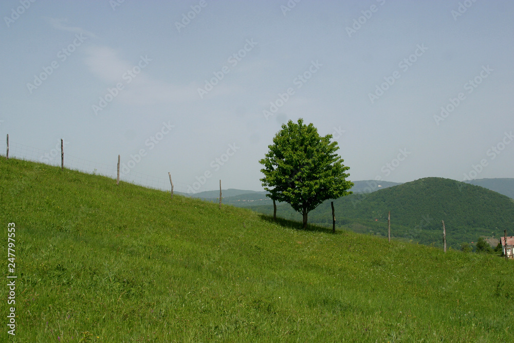 Fototapeta premium A small tree stand alone in a lush green field.