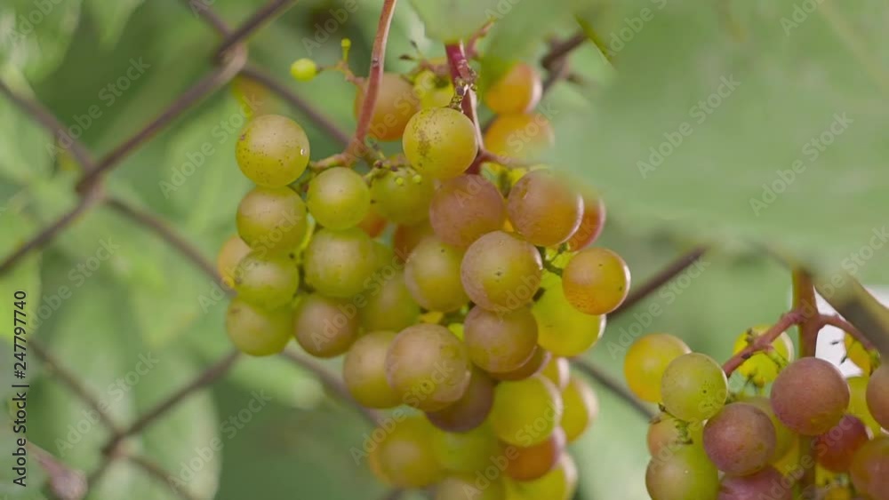 The hands of a man cutting grapes process in a vineyard The hands of a man cutting grapes process in a vineyard
