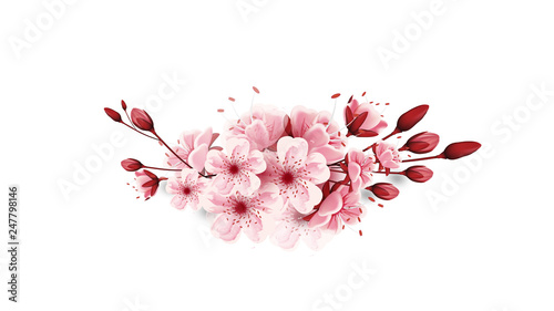 vector cherry blossoms sakura flowers  isolated on white background, Flower illustration, lovely greeting cards ,invitation,brochure,banners,posters,elements