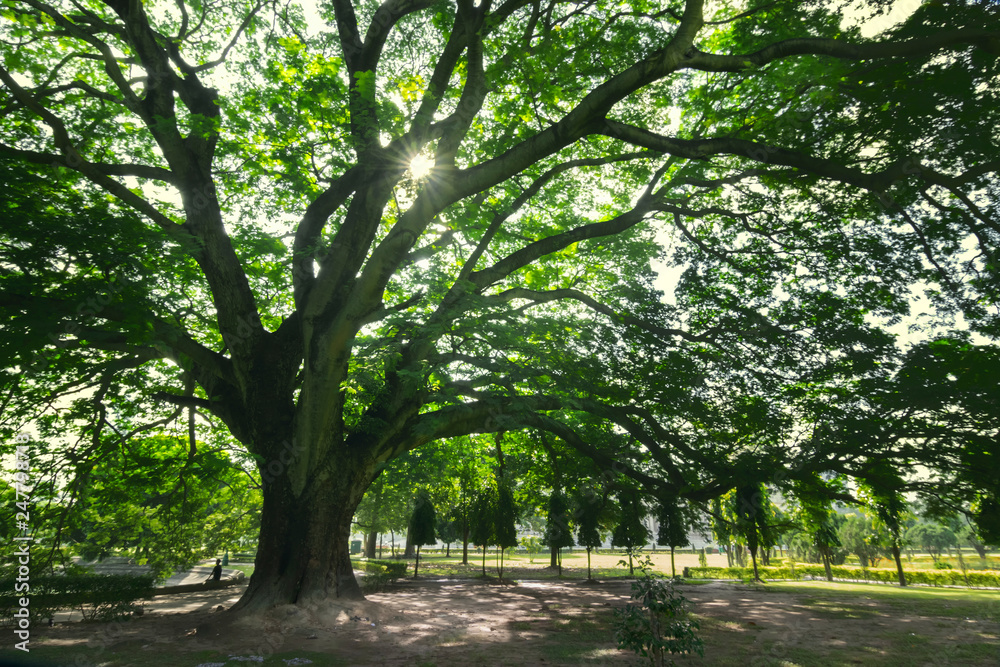 Large green tree with morning sun Large green tree with morning sun