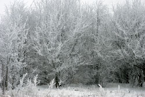  forest winter forest