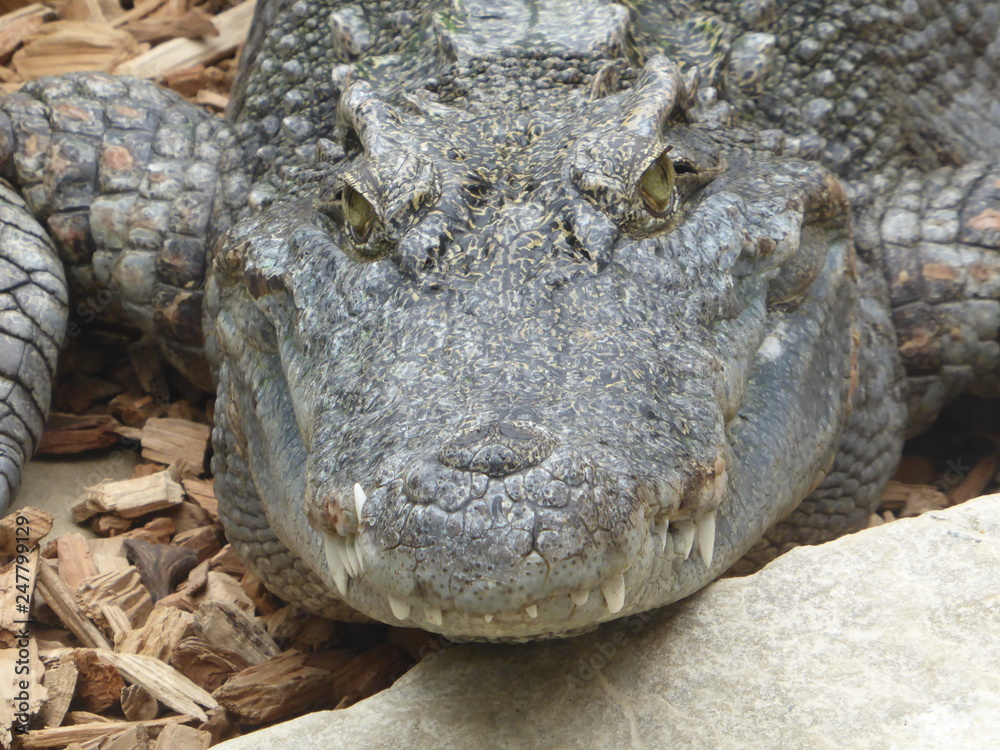 Obraz premium siamese crocodile