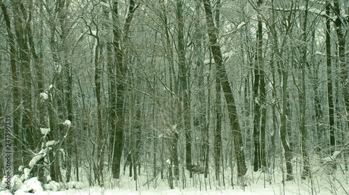  forest winter forest