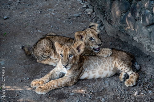 baby lion siblings in Guatemalan zoo