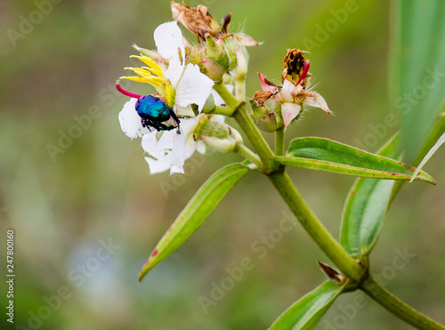 A blue Chlorocala insect on white flowers photo