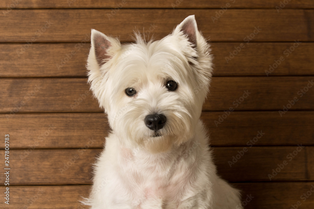 The West highland white Terrier sits against a wooden wall. Close up The West highland white Terrier sits against a wooden wall. Close up