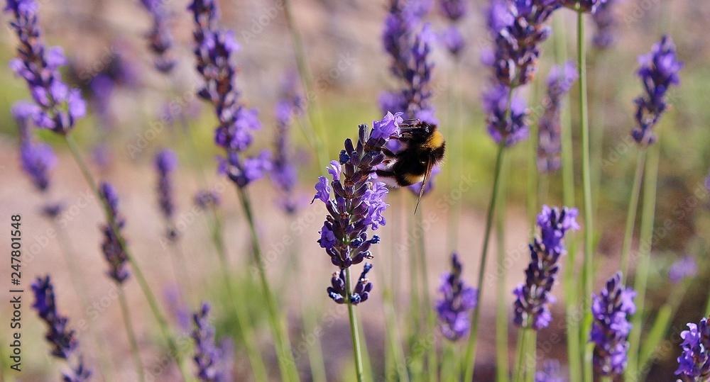 Fototapeta premium Abeille sur lavande