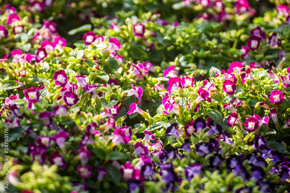 Small purple flowers field in the garden 