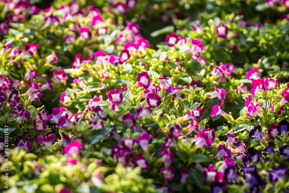 Small purple flowers field in the garden Small purple flowers field in the garden