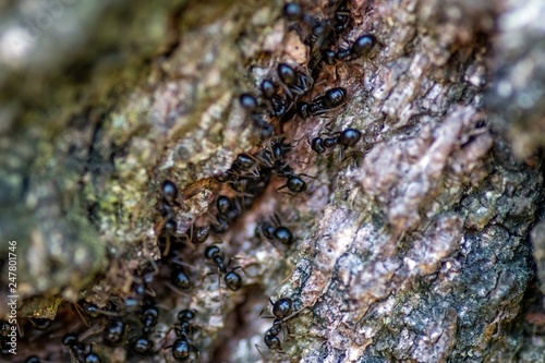 czarne mrówki w mrowisku