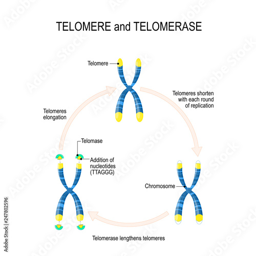 Telomere and telomerase. Aging process photo