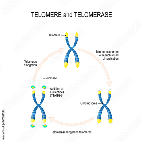 Telomere and telomerase. Aging process