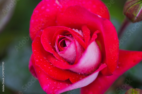 Bright red rose with water drops and morning sun on green background. Macro. close up.