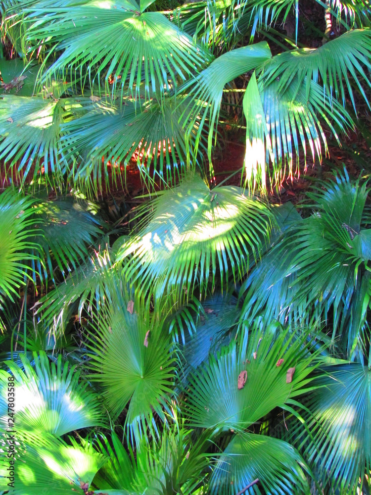 Obraz premium Plantas verdes 2