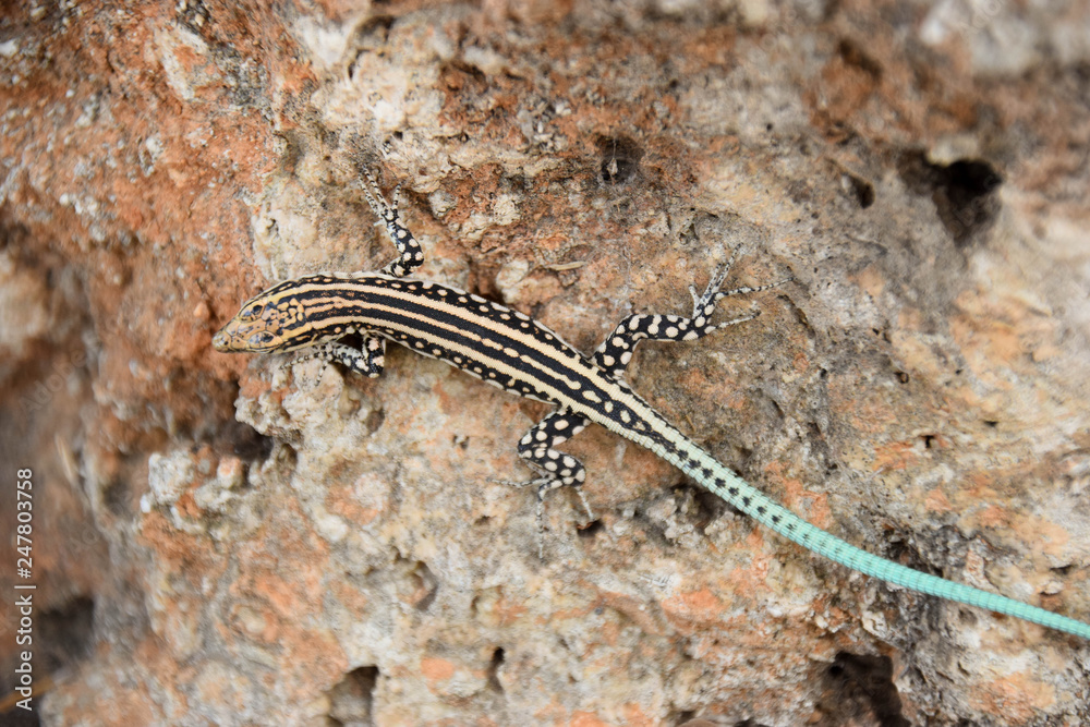 Lacertidae, Eidechse, suche, stein, grass, nahaufnahme Lacertidae, Eidechse, suche, stein, grass, nahaufnahme