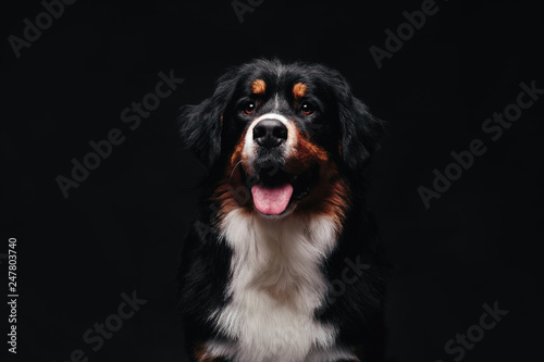 Close-up portrait of Bernese Mountain Dog looks into camera against black background